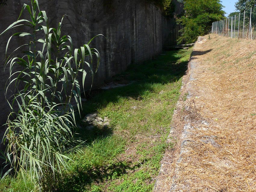 Rio Salivoli (Piombino) - rospi smeraldini in citt!